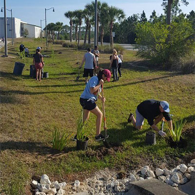 Tree Plantings